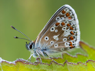 Common Blue Butterfly. Side View Wings Closed.
