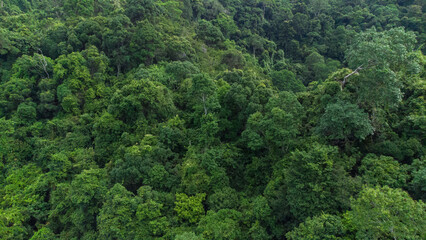 Aerial view of beautiful tropical forest in Aceh Province, Indonesia