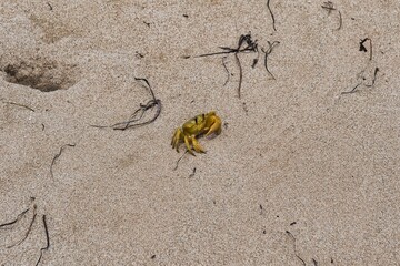Small bright yellow crab with black eyes on a sandy beach in Western Australia. Golden ghost crab sitting in the sand. Small crab species called 'Ocypode convexa'.