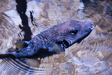 Beautiful blowfish peeking through the water's surface. Dangerous pufferfish in an aquarium in...