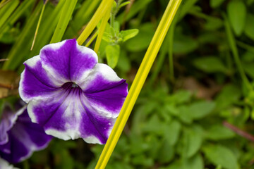 fiori