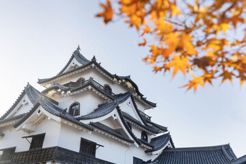 Fototapeta premium View of Hikone castle in the evening