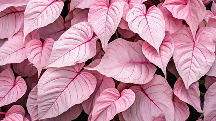 Caladium pink ornamental plant leaves