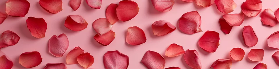 Fototapeten rose flower petals on a light pink background banner, a falling or flying red rose petals image © graphicbeezstock