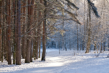 Winter path among the trees in snowy forest. Natural winter forest landscape in day sunlight.