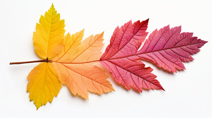 Closeup image of autumn hawthorn colorful leaf