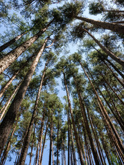Blick in die Baumkronen eines Kiefernwaldes bei klarem Himmel
