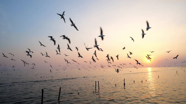 4K slow motion video of a flock of seagulls hovering over surface of water in search of food such as fish near the shore. In the evening when the sun is setting. At Saphan Daeng, Samut Sakhon Province