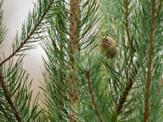 Wintergoldhähnchen