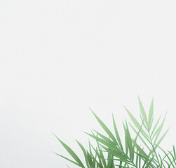 Fototapeta premium Green plant on the white background. Minimal design with space for text. Natural Template for presentation or product. Nature wallpaper. Minimalist concept. Beautiful Nature Flyer.