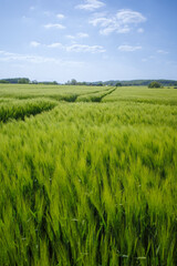 Grünes Gerstenfeld mit Traktorenspuren unter blauem Himmel im Frühling
