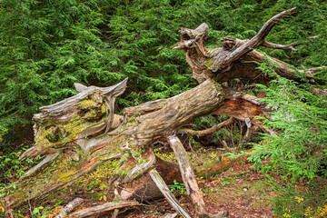 Abstract roots of a rotting fallen tree in a Pennsylvania forest 
