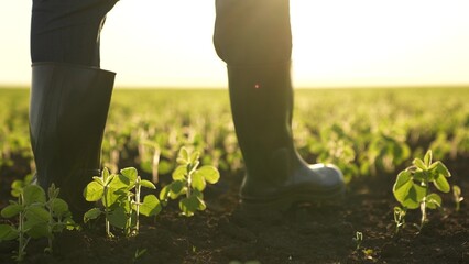 farmer boots walks through field sunset. agriculture eco. close-up farmer boots agriculture. fresh...
