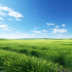 Fototapeta premium Green wheat agriculture field