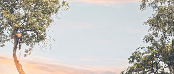 Arborist climbing up the tree and cutting branches off with small petrol chainsaw