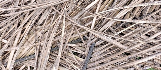 Dried coconut leaves on the ground