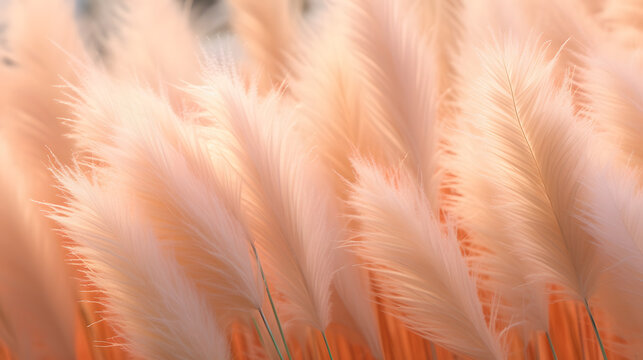 closeview of pampas grass pastel peachy color embracing peach fuzz