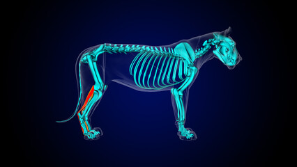 Flexor digitorum superficialis leg muscle lion muscle anatomy for medical concept 3D rendering