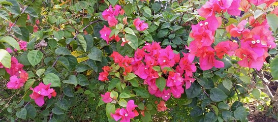 Pink bougainvillea flowers with green leaves background