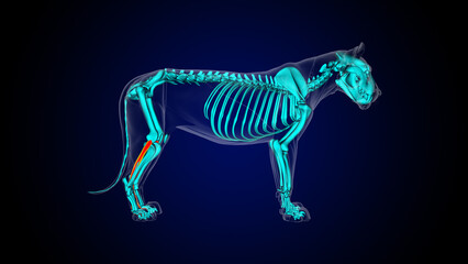Flexor digitorum longus muscle lion muscle anatomy for medical concept 3D rendering