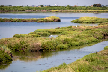 Group of white Flamingos with scenic view of Parco del Delta del Po in Veneto, Italy. Untouched...