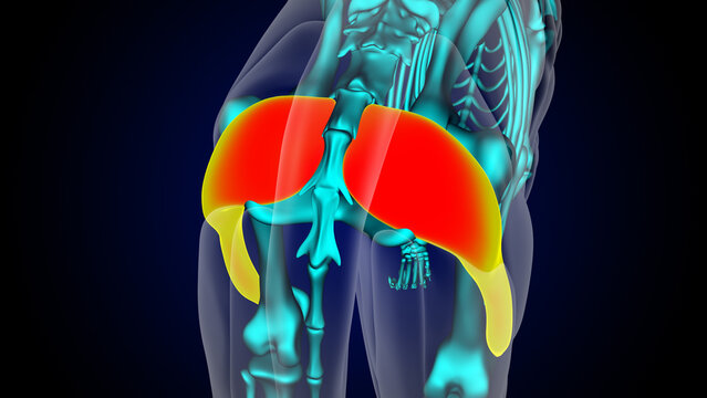 Caudo femoralis muscle lion muscle anatomy for medical concept 3D rendering
