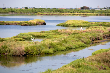 Group of white Flamingos with scenic view of Parco del Delta del Po in Veneto, Italy. Untouched wetlands in Po Delta. Raw wilderness on Via delle Valli Rovigo. Serene unspoiled natural habitat