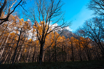 Fototapeta na wymiar landscape in beautiful forest with colorful trees. Leaves of fall in nature. Autumn season in Kamikochi japan. Road scenery in the jungle on mountain. Beautiful natural autumn colors background.