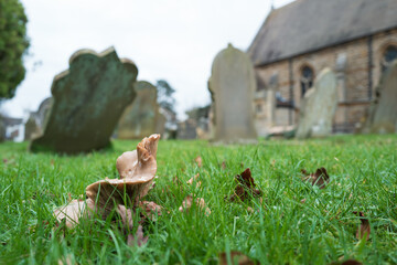 Shallow focus of a large toadstool seen going in the damp grounds of an English rural cemetery. Some of the church stones are sinking into there soft ground.