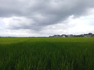 Rice field and cloudy sky, beautiful landscape