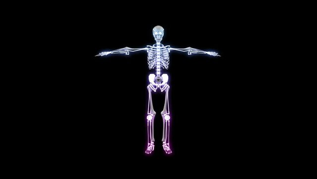 x ray of human skeleton