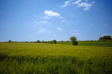 Grünes Weizenfeld unter blauem Himmel mit vereinzelten Bäumen im Frühling