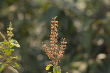 Holy Basil or Tulsi, medicinal holy plant of India.
