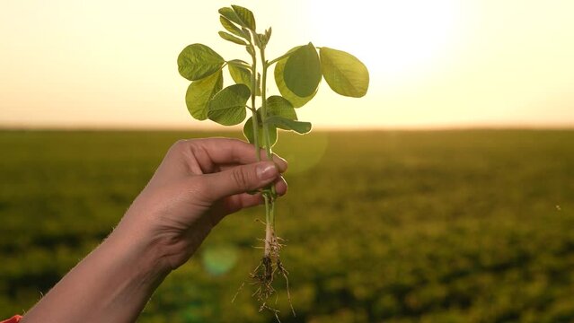 Green soybean seedlings sunset beautiful amazing picture speaks agriculture enormous work farmer puts into business. field farm rows green soybeans stretch wide, each result careful work tending.