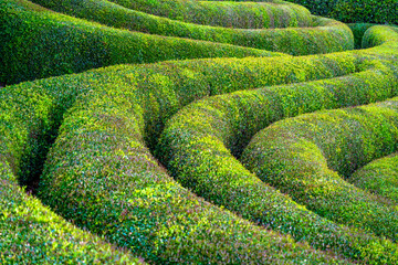 Bent green hedge