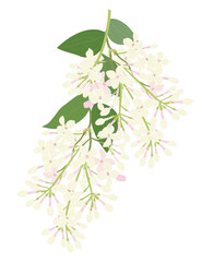 Branch of white lilac flowers with leaves isolated on a white background. Vector illustration.