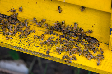 Bees in open bee hive box