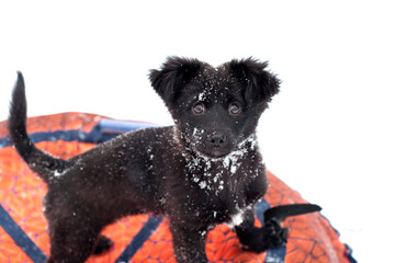 small black puppy on a white background