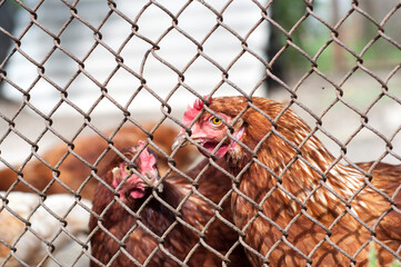 The brown chickens walking in a pen
