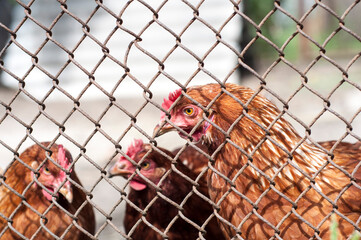 The brown chickens walking in a pen