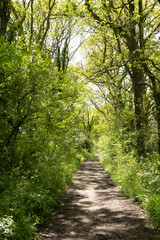 Obraz premium Footpath along the disused Didcot to Southampton railway line with leaves backlit in sunlight, Burghclere, Hampshire, England, UK