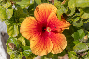 Red and yellow hibiscus flower