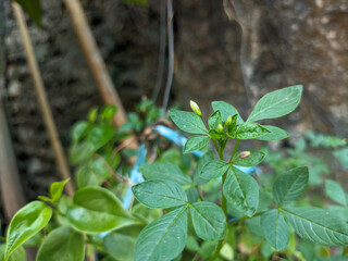 close up of sieruela rutidosperma plant