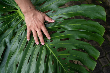 Hand touching huge Monstera Deliciosa matured plant for size comparison..