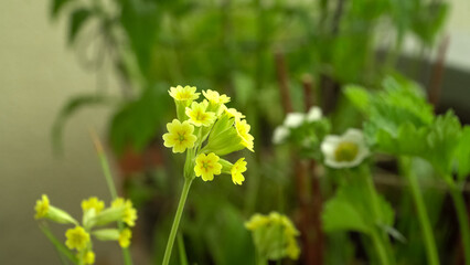 A flowering top of the Primula veris or cowslip plant (common cowslip, or cowslip primrose) sample in a close-up view in a natural environment on a spring season. DIY folk medicinal drugs from plants