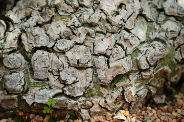Pseudobombax Ellipticum (Shaving Brush Tree) stem close up. Woody cracking texture caudiciform plant stem