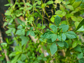 Fototapeta na wymiar close up of sieruela rutidosperma plant