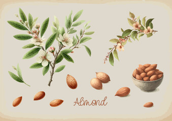 Watercolor Almond vintage retro poster design. Vector almond illustration, fruits theme.