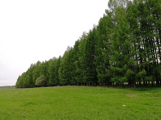 Summer nature, green coniferous forest, larch wall, green field.