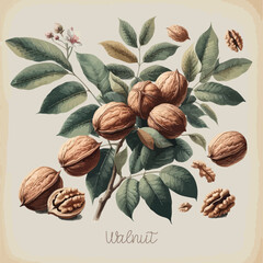 Watercolor walnut vintage retro poster design. Vector walnut illustration, fruits theme. - obrazy, fototapety, plakaty